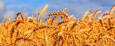 Cereali, cosa aspettarsi per produzione e mercati nel 2024 | Crédit Agricole