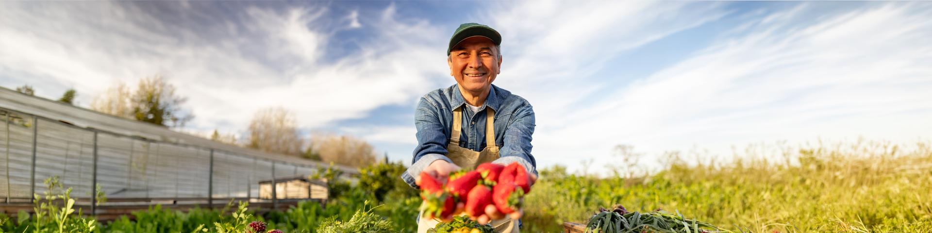 uomo che mostra sorridente un raccolto di fragole | Crédit Agricole uomo che mostra sorridente un raccolto di fragole | Crédit Agricole