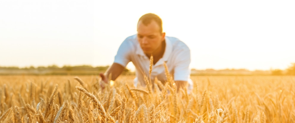 Filiera Cereali | Crédit Agricole Filiera Cereali | Crédit Agricole