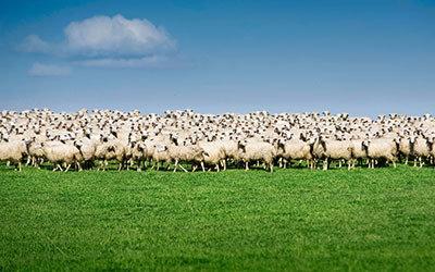 Effetto gregge: cos’è e come evitarlo | Crédit Agricole Effetto gregge: cos’è e come evitarlo | Crédit Agricole