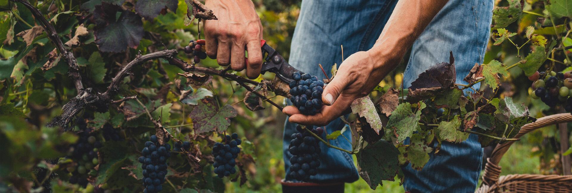 Export agroalimentare col vento in poppa, ma il vino frena | Crédit Agricole Export agroalimentare col vento in poppa, ma il vino frena | Crédit Agricole