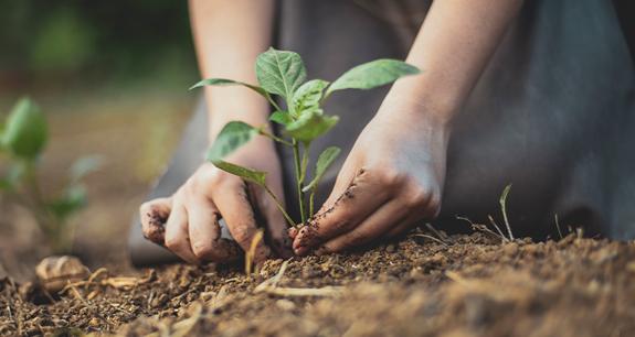 zoom su mani che piantano una piantina nel terreno | Crédit Agricole zoom su mani che piantano una piantina nel terreno | Crédit Agricole