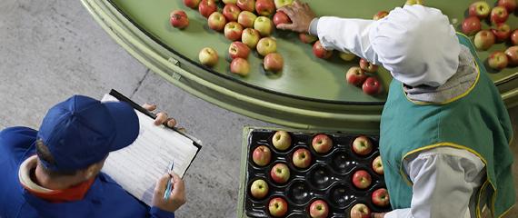 uomini che ispezionano delle mele in fabbrica | Crédit Agricole uomini che ispezionano delle mele in fabbrica | Crédit Agricole