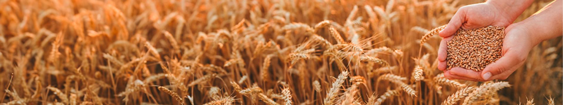 Semine 2024, meno grano duro e più tenero | Crédit Agricole Semine 2024, meno grano duro e più tenero | Crédit Agricole