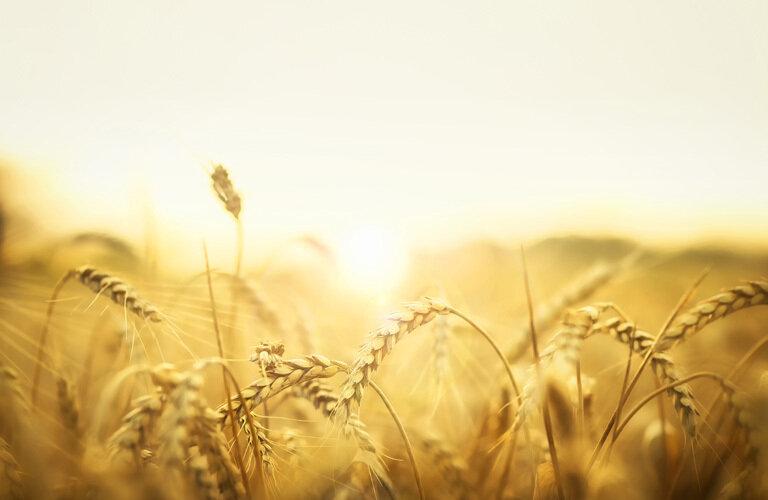 OTTIMIZZAZIONE DELL’OPERATIVITÁ SUL MERCATO FISICO DEI CEREALI, ATTRAVERSO L’UTILIZZO DEI MERCATI FINANZIARI | Crédit Agricole OTTIMIZZAZIONE DELL’OPERATIVITÁ SUL MERCATO FISICO DEI CEREALI, ATTRAVERSO L’UTILIZZO DEI MERCATI FINANZIARI | Crédit Agricole