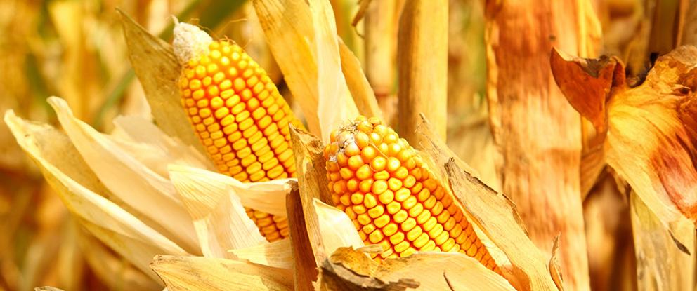 Mais, coltura strategica tra luci e ombre | Crédit Agricole Mais, coltura strategica tra luci e ombre | Crédit Agricole