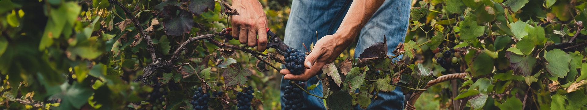 Vino italiano: nel 2023 export in leggero calo | Crédit Agricole Vino italiano: nel 2023 export in leggero calo | Crédit Agricole
