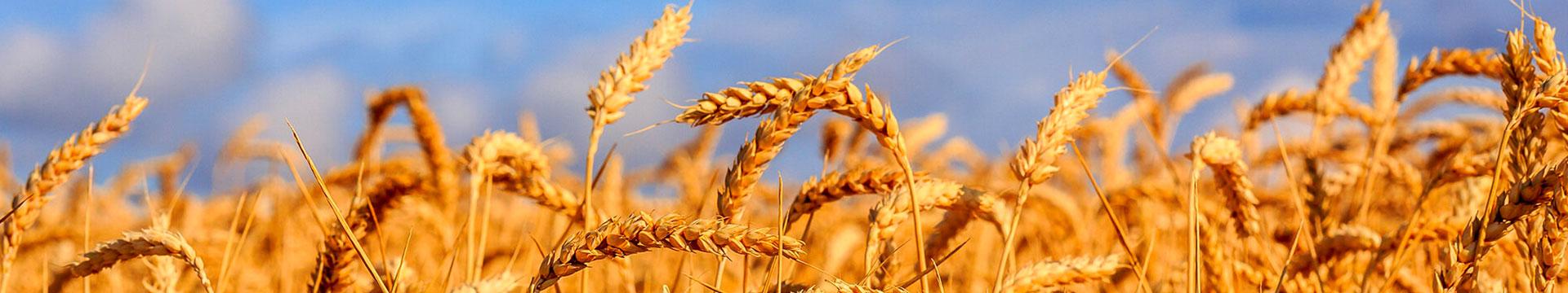 Cereali, cosa aspettarsi per produzione e mercati nel 2024 | Crédit Agricole Cereali, cosa aspettarsi per produzione e mercati nel 2024 | Crédit Agricole