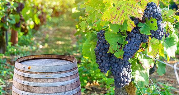 Vino, nel 2024 Italia meglio di tutti in un mercato che stenta | Crédit Agricole Vino, nel 2024 Italia meglio di tutti in un mercato che stenta | Crédit Agricole