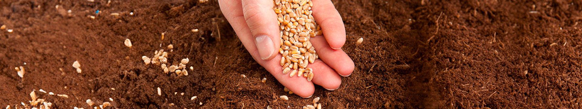 Coltura da seme, Italia seconda in Europa per ettari dedicati | Crédit Agricole Coltura da seme, Italia seconda in Europa per ettari dedicati | Crédit Agricole