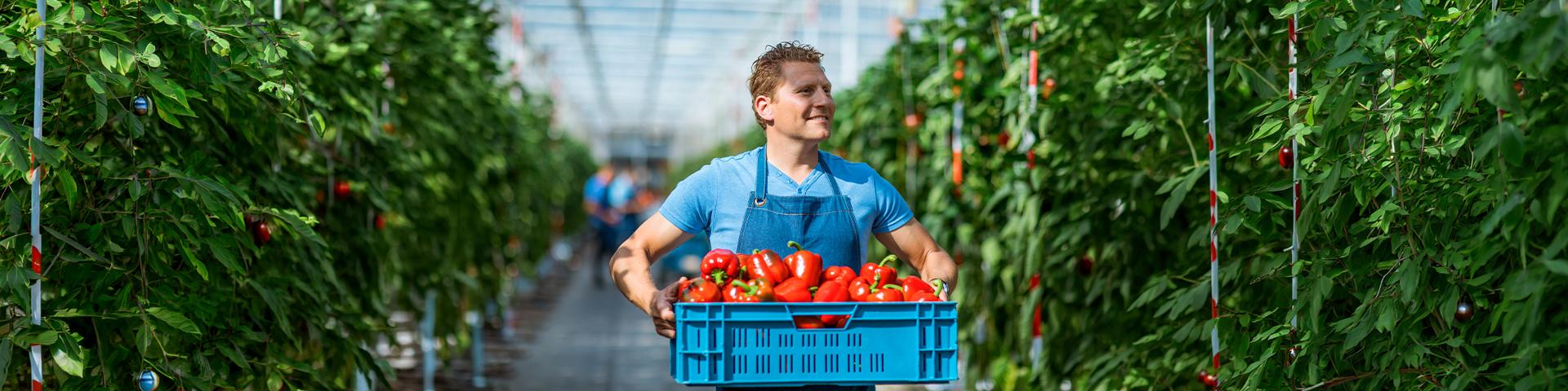uomo con i mano una cassetta di pomodori | Crédit Agricole uomo con i mano una cassetta di pomodori | Crédit Agricole