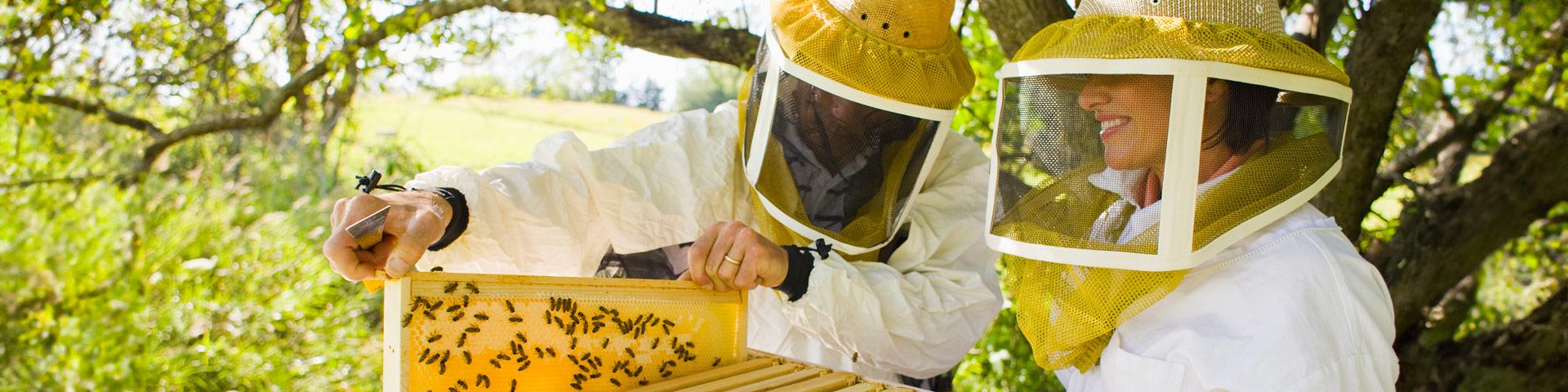 Apiturismo: opportunità di business oltre i prodotti dell’alveare | Crédit Agricole Apiturismo: opportunità di business oltre i prodotti dell’alveare | Crédit Agricole