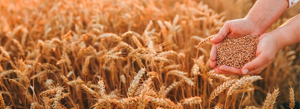 Semine 2024, meno grano duro e più tenero | Crédit Agricole Semine 2024, meno grano duro e più tenero | Crédit Agricole