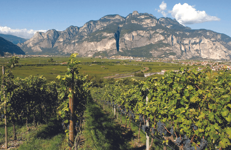VIGNETO, CANTINA, RICERCA, CREDITO: IL TRENTINO FA SISTEMA | Crédit Agricole VIGNETO, CANTINA, RICERCA, CREDITO: IL TRENTINO FA SISTEMA | Crédit Agricole