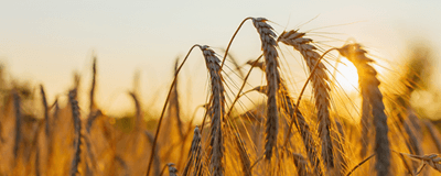 Cereali, raccolti europei e geopolitica ridisegnano il mercato | Crédit Agricole Cereali, raccolti europei e geopolitica ridisegnano il mercato | Crédit Agricole