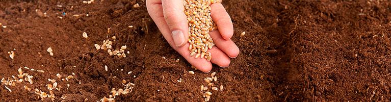 Coltura da seme, Italia seconda in Europa per ettari dedicati | Crédit Agricole Coltura da seme, Italia seconda in Europa per ettari dedicati | Crédit Agricole