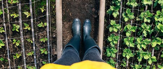 donna con stivali di gomma alti con i piedi nell'orto | Crédit Agricole donna con stivali di gomma alti con i piedi nell'orto | Crédit Agricole