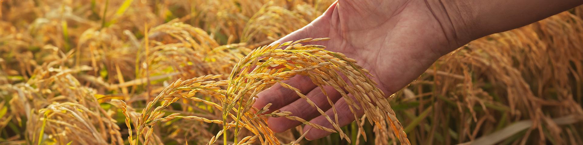 Il riso torna protagonista in campo e sulle tavole | Crédit Agricole Il riso torna protagonista in campo e sulle tavole | Crédit Agricole