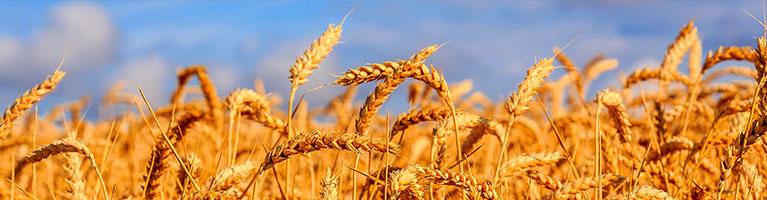 Cereali, cosa aspettarsi per produzione e mercati nel 2024 | Crédit Agricole Cereali, cosa aspettarsi per produzione e mercati nel 2024 | Crédit Agricole