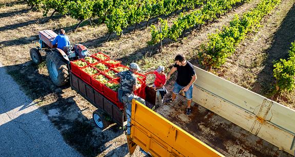 Contadini che raccolgono piante | Crédit Agricole Contadini che raccolgono piante | Crédit Agricole