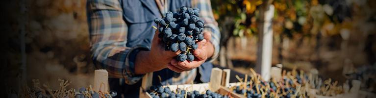 Vendemmia, l’Italia torna sul tetto del mondo | Crédit Agricole Vendemmia, l’Italia torna sul tetto del mondo | Crédit Agricole