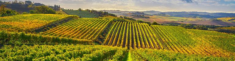 Vigneto: le tante variabili che fanno la sostenibilità | Crédit Agricole Vigneto: le tante variabili che fanno la sostenibilità | Crédit Agricole