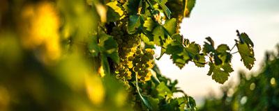 Vitigni Piwi, Tea o selezione clonale? | Crédit Agricole Vitigni Piwi, Tea o selezione clonale? | Crédit Agricole