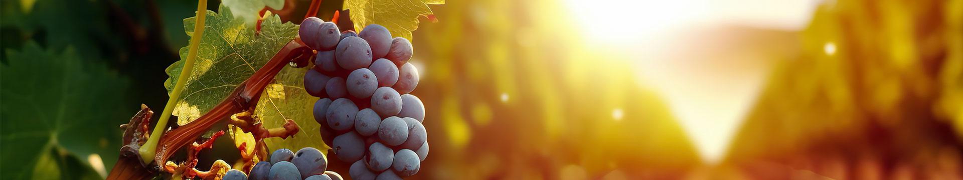 Vini Dealcolati: l’Italia autorizza una rivoluzione nel settore vinicolo | Crédit Agricole Vini Dealcolati: l’Italia autorizza una rivoluzione nel settore vinicolo | Crédit Agricole