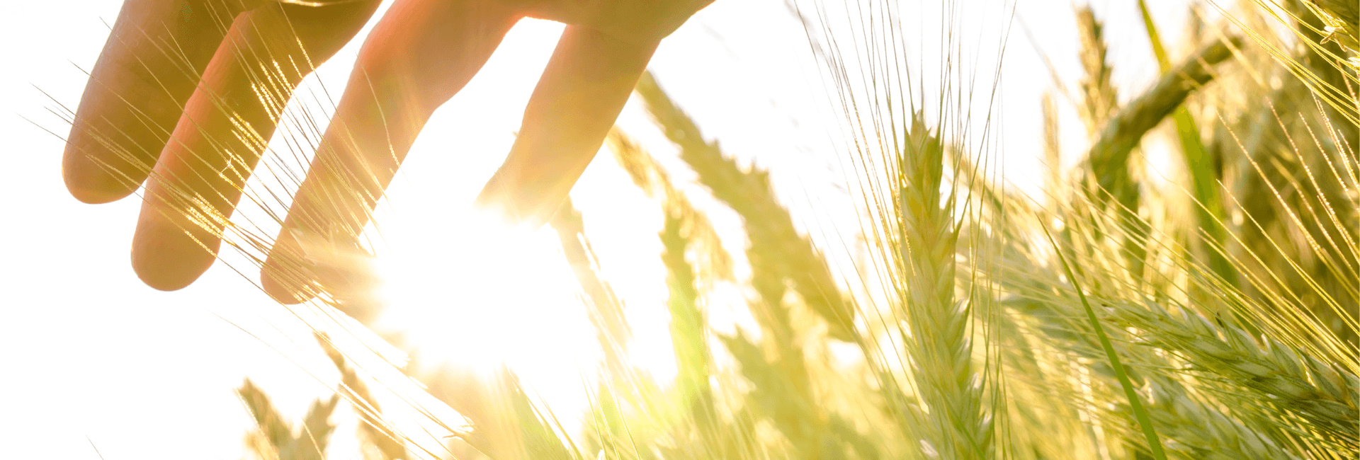 SICUREZZA ALIMENTARE: PRODUZIONE E ALLOCAZIONE DOPO LA CRISI PANDEMICA | Crédit Agricole SICUREZZA ALIMENTARE: PRODUZIONE E ALLOCAZIONE DOPO LA CRISI PANDEMICA | Crédit Agricole