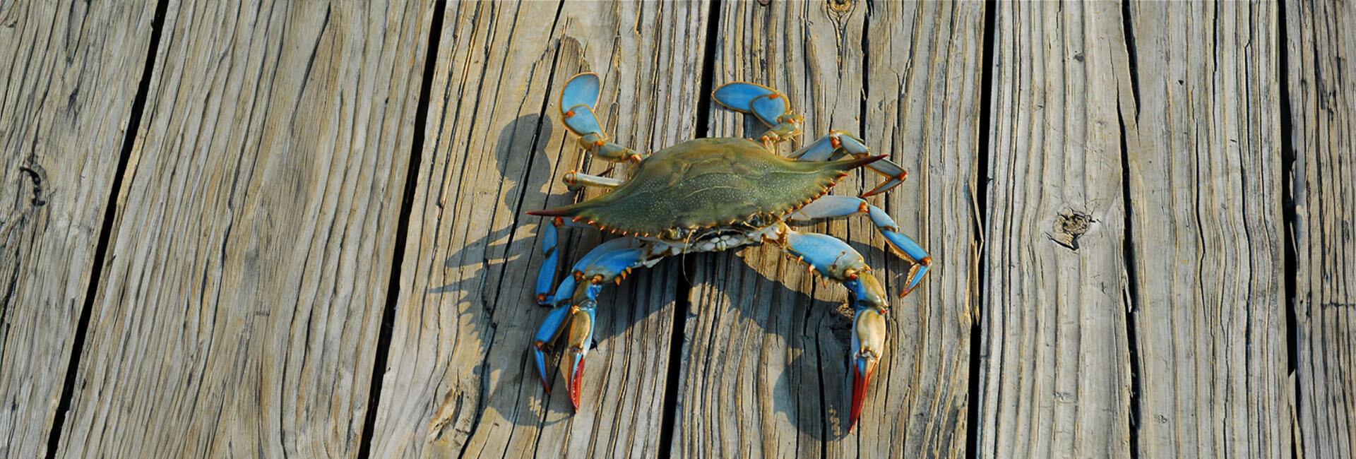 Chi ha paura del granchio blu? | Crédit Agricole Chi ha paura del granchio blu? | Crédit Agricole