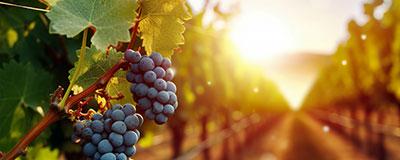 Vini Dealcolati: l’Italia autorizza una rivoluzione nel settore vinicolo | Crédit Agricole Vini Dealcolati: l’Italia autorizza una rivoluzione nel settore vinicolo | Crédit Agricole