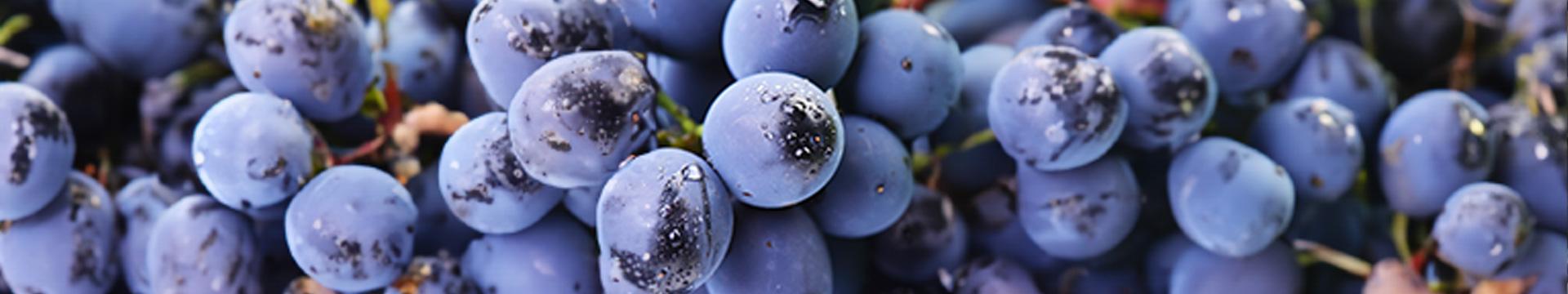 Siglato il protocollo d’intesa fra Crédit Agricole Italia e la Federazione Italiana Vignaioli Indipendenti | Crédit Agricole Siglato il protocollo d’intesa fra Crédit Agricole Italia e la Federazione Italiana Vignaioli Indipendenti | Crédit Agricole