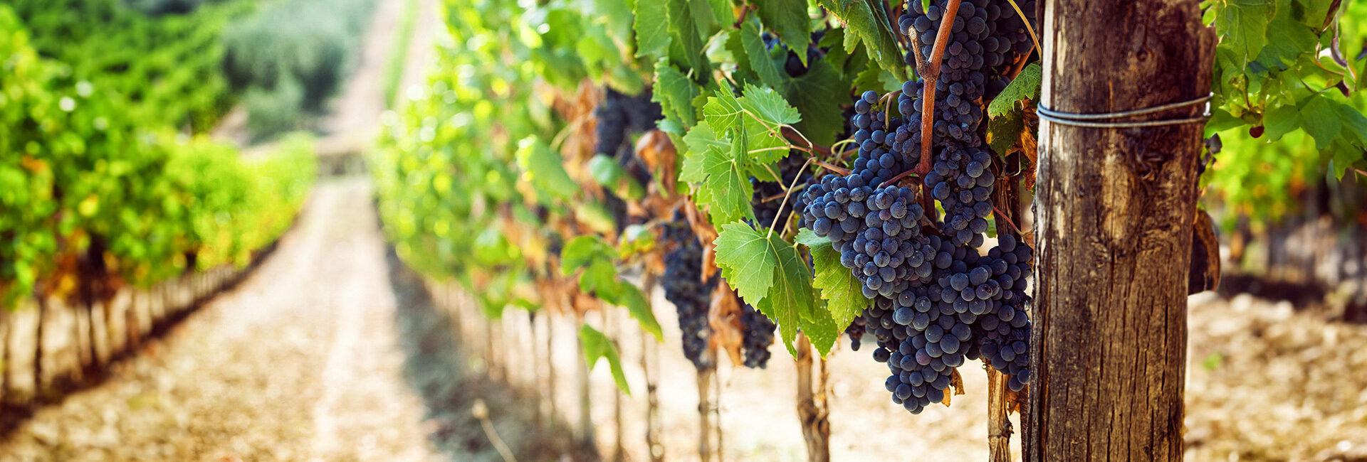 Vendemmia 2023: meno quantità, ma la qualità c’è | Crédit Agricole Vendemmia 2023: meno quantità, ma la qualità c’è | Crédit Agricole