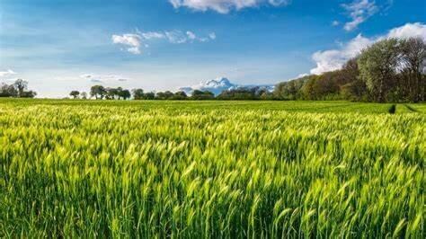 Valore dei terreni e Produzione Lorda Vendibile | Crédit Agricole Valore dei terreni e Produzione Lorda Vendibile | Crédit Agricole