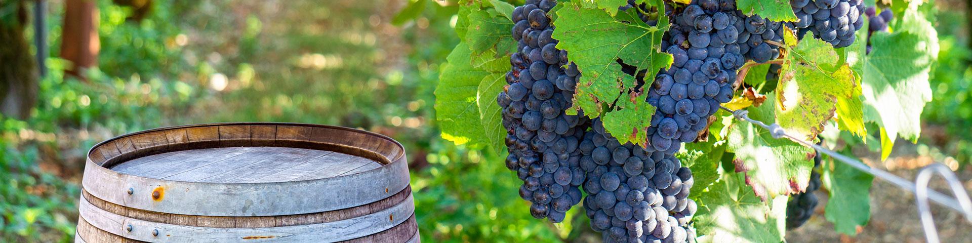 Vino, nel 2024 Italia meglio di tutti in un mercato che stenta | Crédit Agricole Vino, nel 2024 Italia meglio di tutti in un mercato che stenta | Crédit Agricole