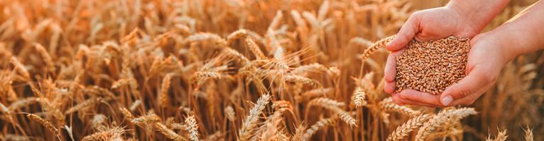 Semine 2024, meno grano duro e più tenero | Crédit Agricole Semine 2024, meno grano duro e più tenero | Crédit Agricole