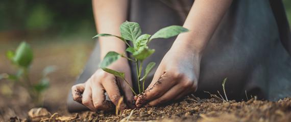 zoom su mani che piantano una piantina nel terreno | Crédit Agricole zoom su mani che piantano una piantina nel terreno | Crédit Agricole