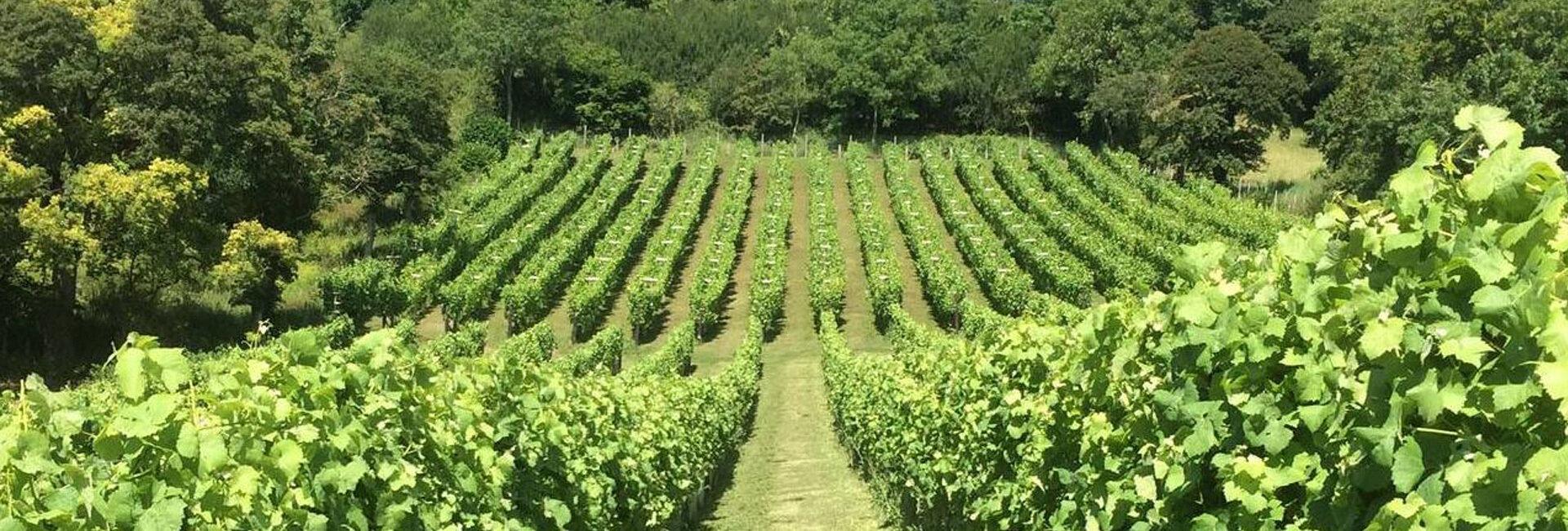 Valori dei vigneti e forme tecniche di finanziamento | Crédit Agricole Valori dei vigneti e forme tecniche di finanziamento | Crédit Agricole