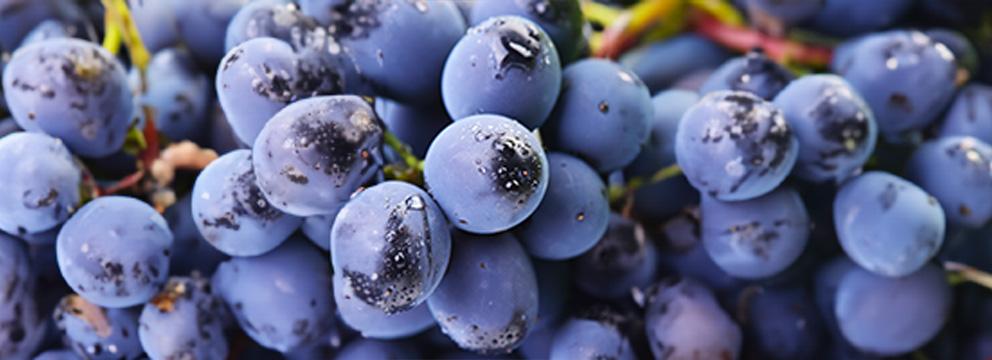 Siglato il protocollo d’intesa fra Crédit Agricole Italia e la Federazione Italiana Vignaioli Indipendenti | Crédit Agricole Siglato il protocollo d’intesa fra Crédit Agricole Italia e la Federazione Italiana Vignaioli Indipendenti | Crédit Agricole