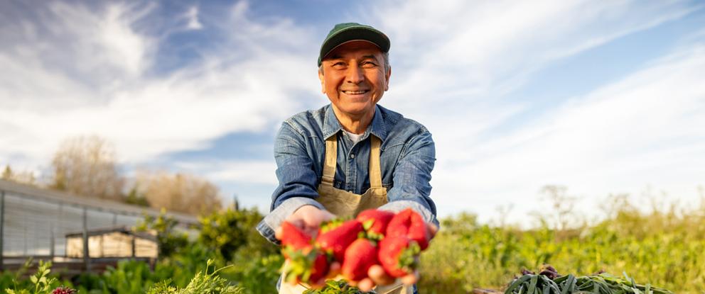 uomo che mostra sorridente un raccolto di fragole | Crédit Agricole uomo che mostra sorridente un raccolto di fragole | Crédit Agricole