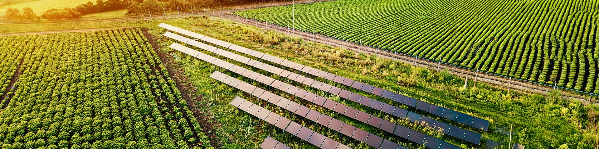 terrazzamento di pannelli fotovoltaici | Crédit Agricole terrazzamento di pannelli fotovoltaici | Crédit Agricole