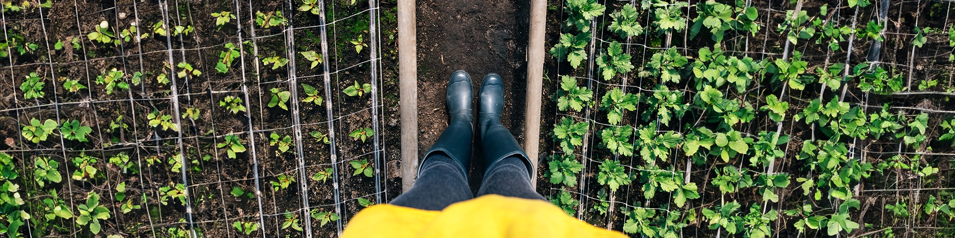 donna con stivali di gomma alti con i piedi nell'orto | Crédit Agricole donna con stivali di gomma alti con i piedi nell'orto | Crédit Agricole
