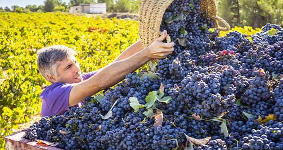 Vendemmia da dieci e lode ma i consumi stentano | Crédit Agricole Vendemmia da dieci e lode ma i consumi stentano | Crédit Agricole