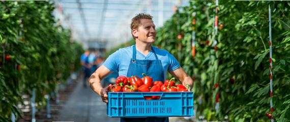 uomo con i mano una cassetta di pomodori | Crédit Agricole uomo con i mano una cassetta di pomodori | Crédit Agricole