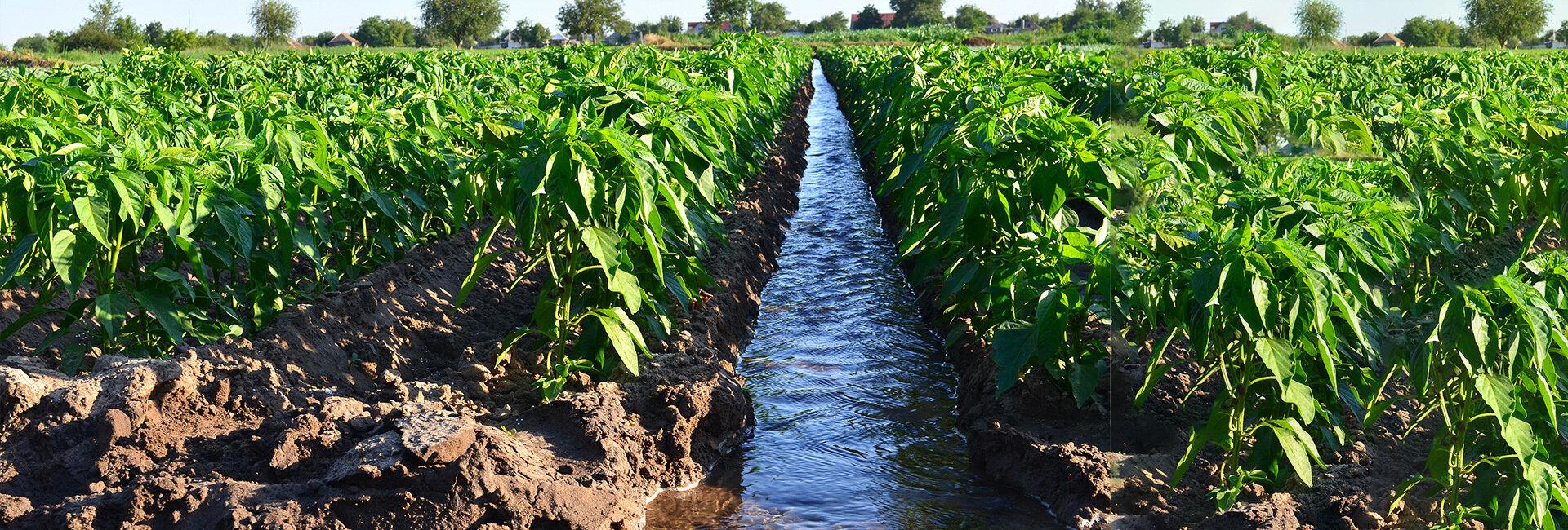 Consorzi di Bonifica: risorsa fondamentale per i contesti rurali e urbani | Crédit Agricole Consorzi di Bonifica: risorsa fondamentale per i contesti rurali e urbani | Crédit Agricole