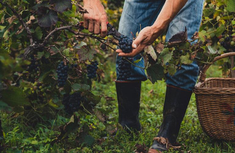 Export agroalimentare col vento in poppa, ma il vino frena | Crédit Agricole Export agroalimentare col vento in poppa, ma il vino frena | Crédit Agricole
