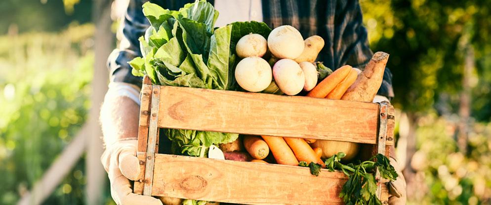 L’agricoltura e la risposta alle sfide verso la transizione agro-ecologica | Crédit Agricole L’agricoltura e la risposta alle sfide verso la transizione agro-ecologica | Crédit Agricole