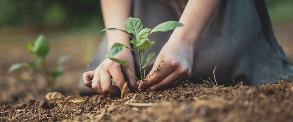 zoom su mani che piantano una piantina nel terreno | Crédit Agricole zoom su mani che piantano una piantina nel terreno | Crédit Agricole