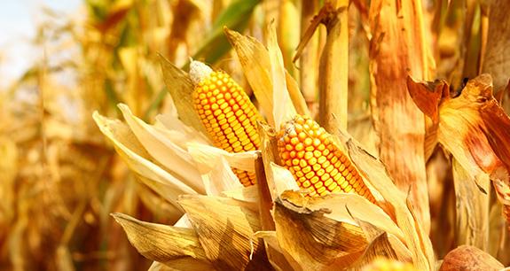 Mais, coltura strategica tra luci e ombre | Crédit Agricole Mais, coltura strategica tra luci e ombre | Crédit Agricole