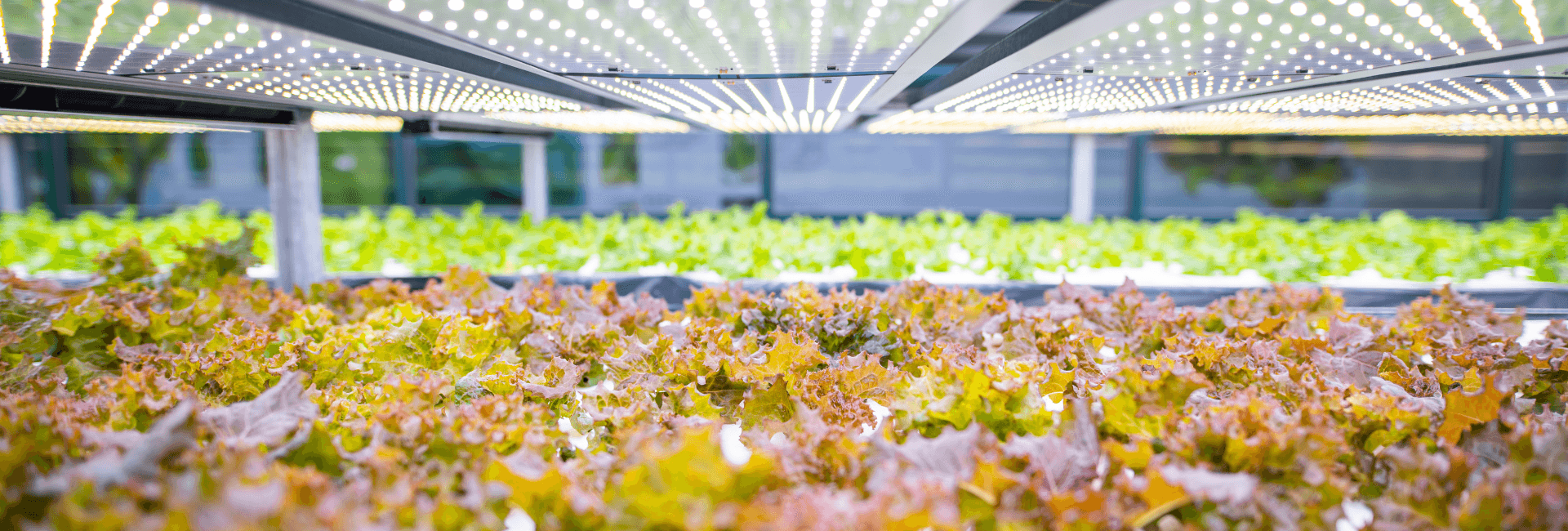 VERTICAL FARM: UN’INNOVAZIONE CONSAPEVOLE | Crédit Agricole VERTICAL FARM: UN’INNOVAZIONE CONSAPEVOLE | Crédit Agricole